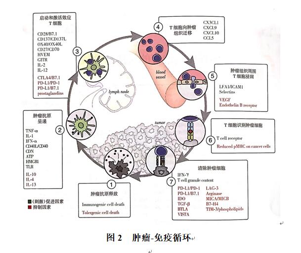 图2 肿瘤-免疫循环
