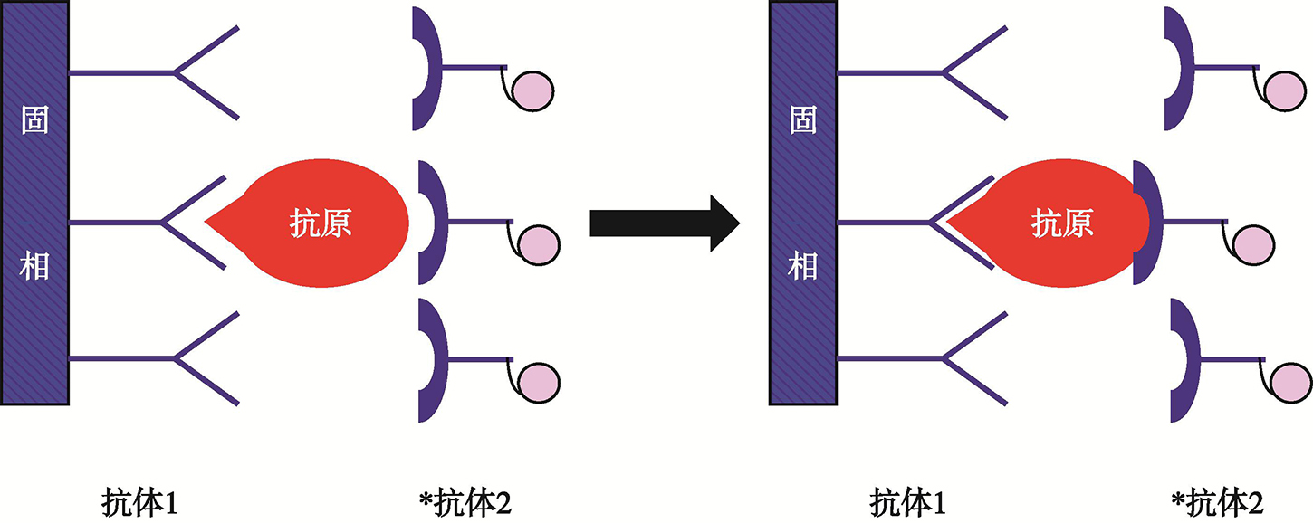 图4 免疫放射分析（IRMA）的基本原理