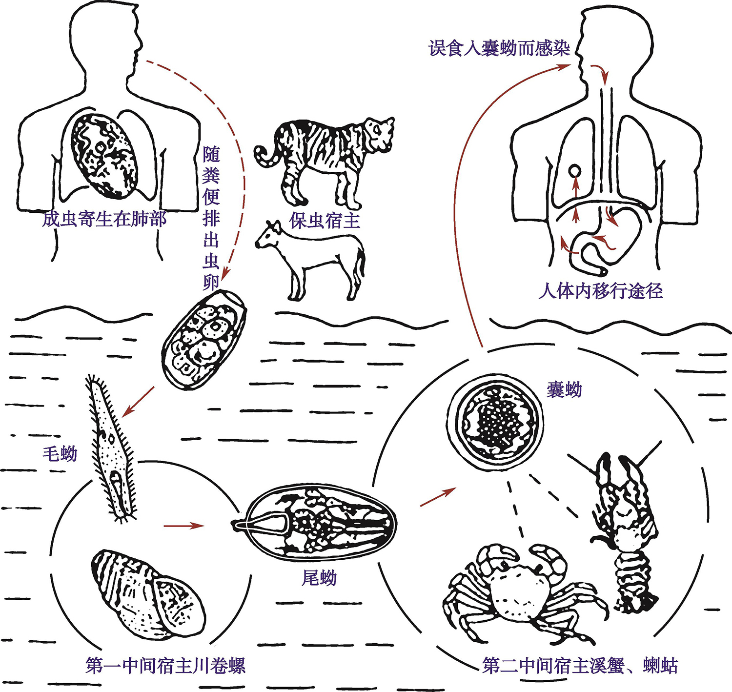 图8 肺吸虫生活史