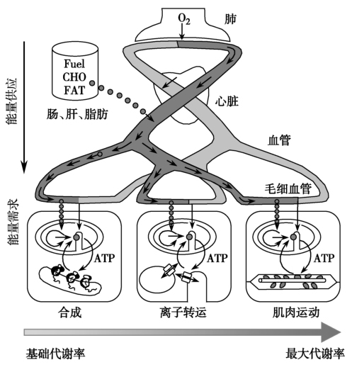 图1 能量代谢的多水平调节