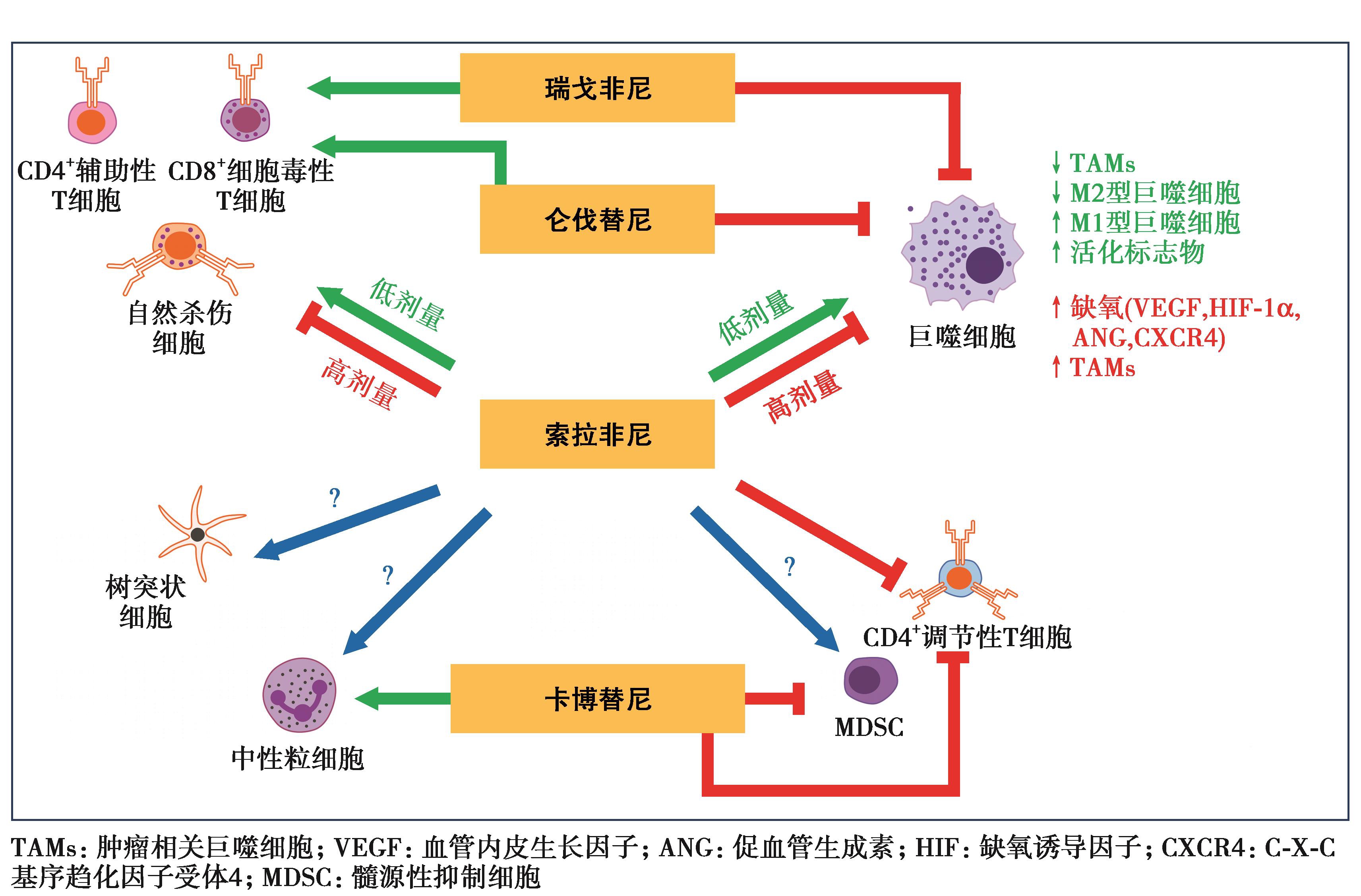 图14 不同分子靶向抗血管生成药物对免疫微环境分子调节机制