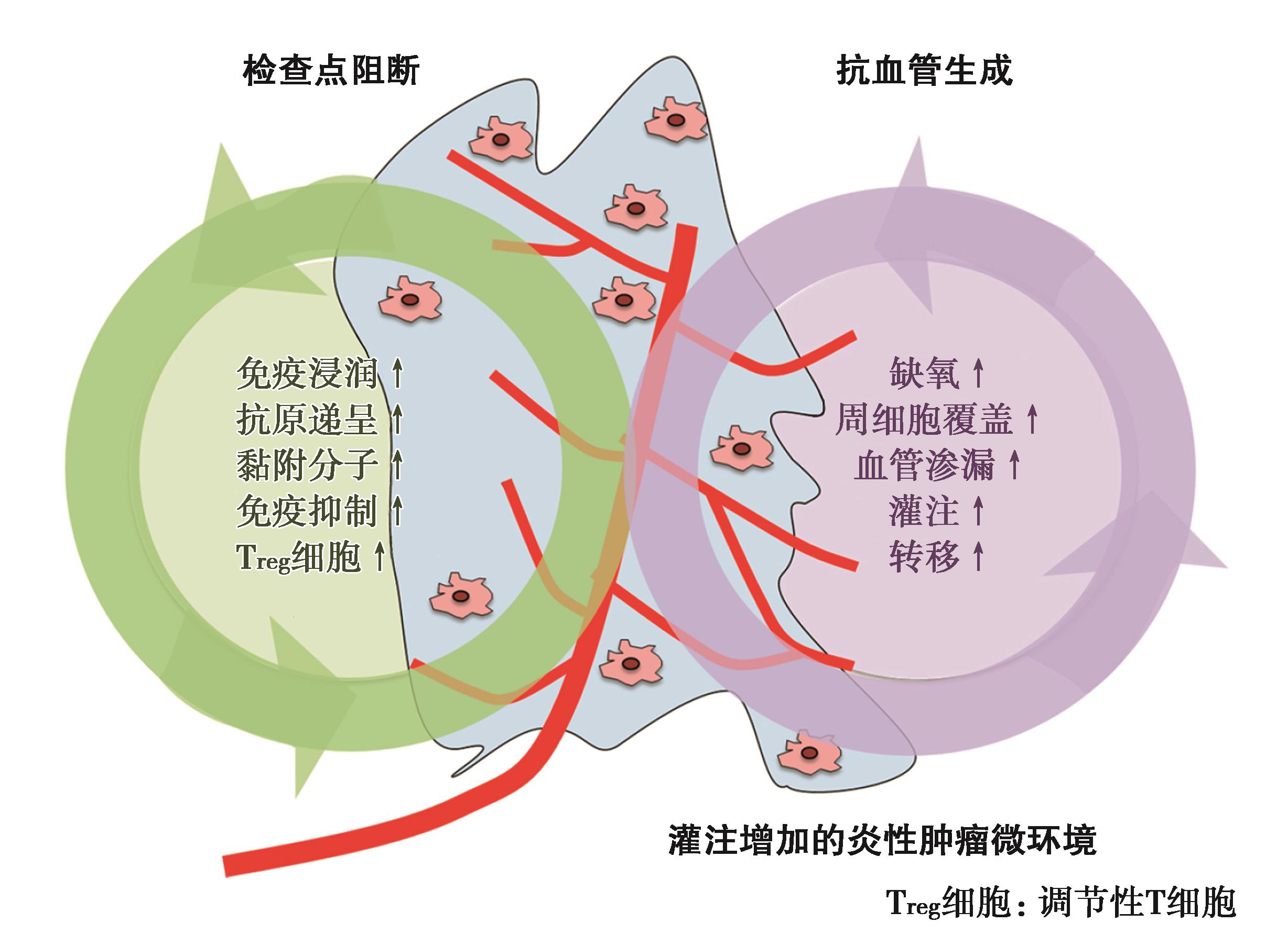图11 免疫检查点抑制剂与抗血管生成联合肿瘤微环境重塑