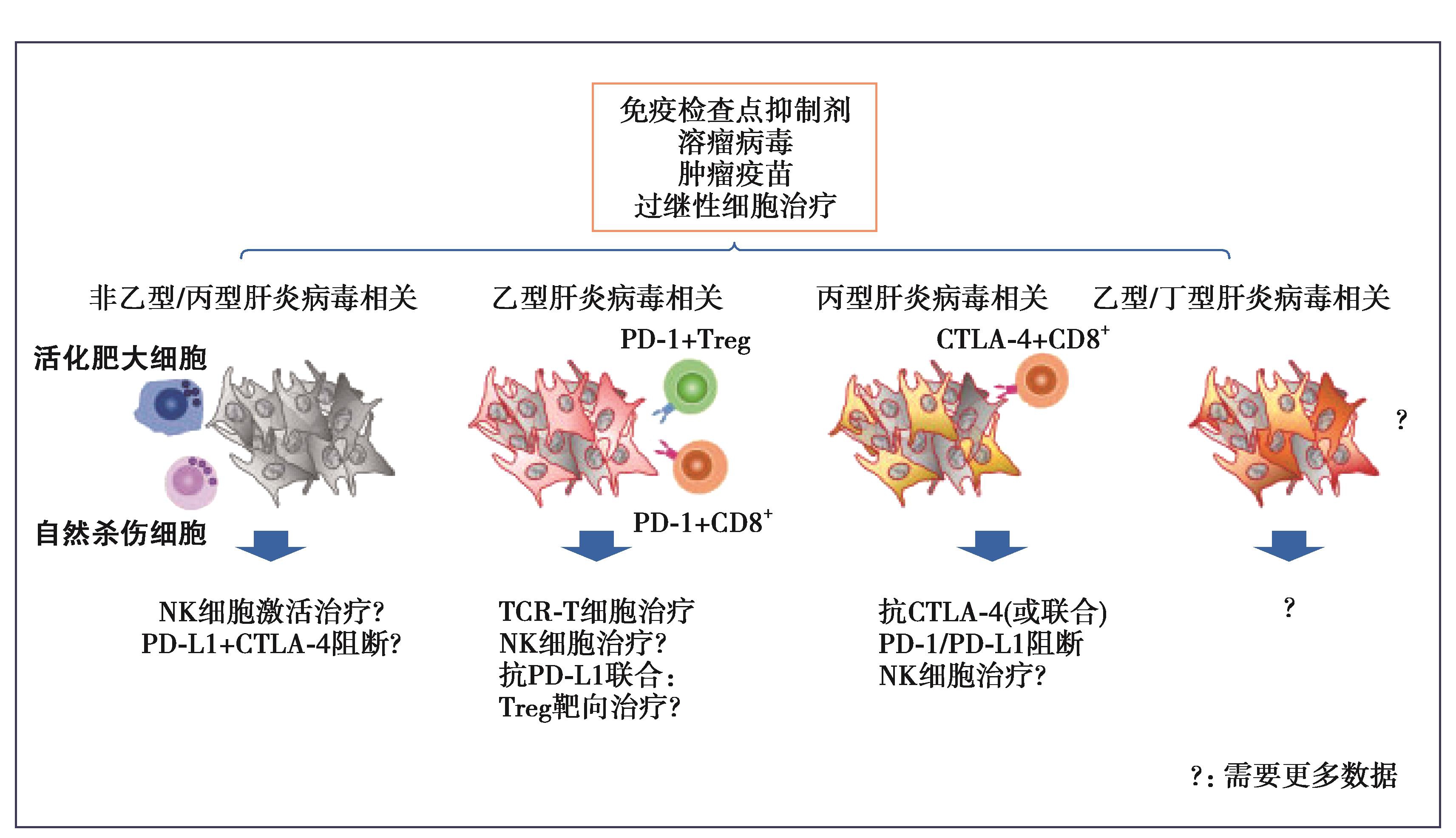 图6 未来HCC免疫治疗开发策略——病因学视角